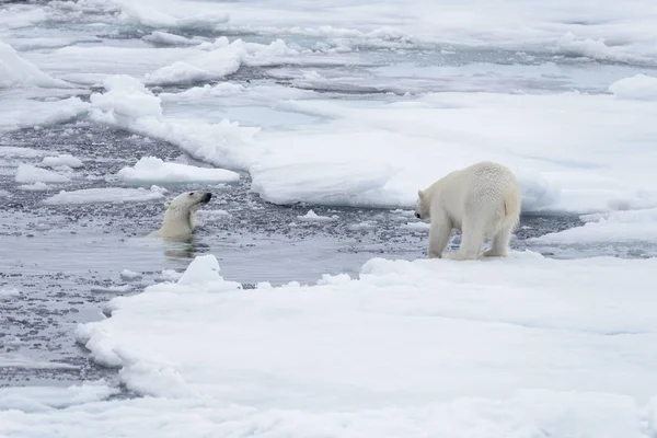 Dos Jóvenes Osos Polares Salvajes Jugando Sobre Hielo Mar Ártico —  Fotos de Stock