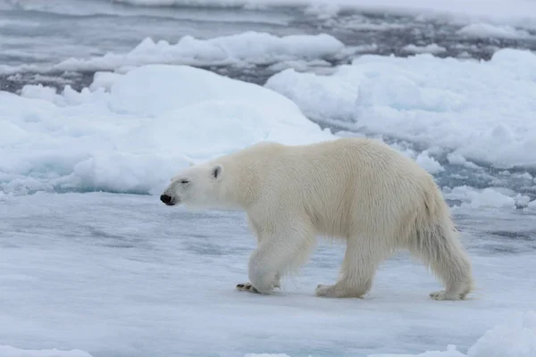 Oso Polar Salvaje Paquete Hielo Mar Ártico Cerca — Foto de Stock