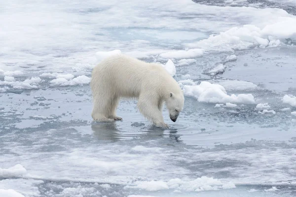 Wilder Eisbär Blickt Auf Sein Spiegelbild Wasser Auf Packeis Der — Stockfoto