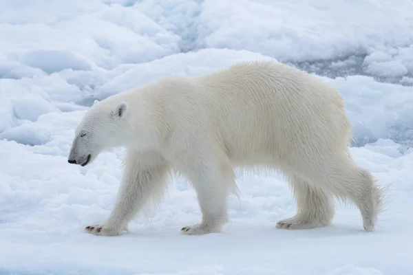 Urso Polar Selvagem Gelo Pacote Mar Ártico Close — Fotografia de Stock