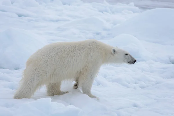 Urso Polar Selvagem Gelo Pacote Mar Ártico Close — Fotografia de Stock