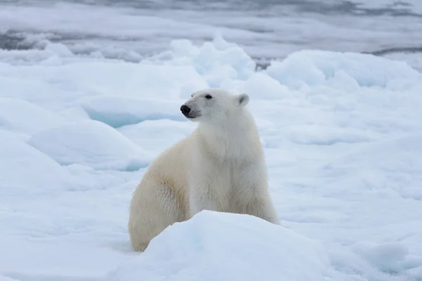 Wilder Eisbär Sitzt Auf Packeis — Stockfoto