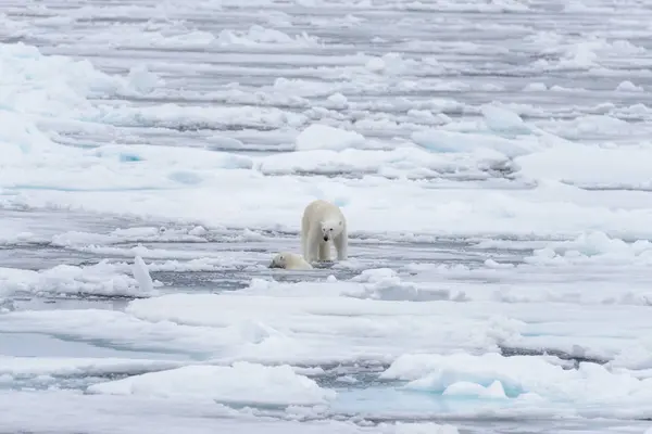 Dos Jóvenes Osos Polares Salvajes Jugando Sobre Hielo Mar Ártico —  Fotos de Stock