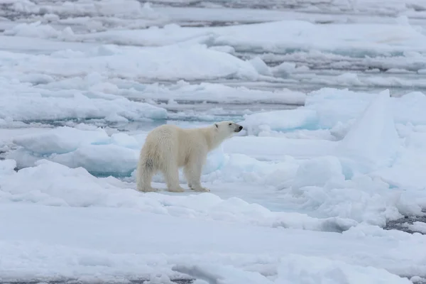 Vild Isbjörn Packis Arktiska Havet — Stockfoto