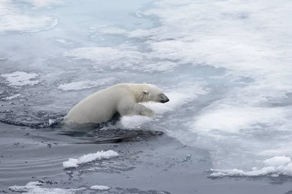 Kutup Ayısı Ursus Maritimus Arctic Deniz Yüzme Yakın Çekim — Stok fotoğraf