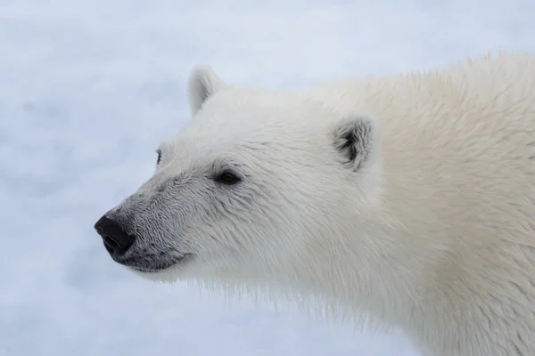 Testa Orso Polare Ursus Maritimus Vicino — Foto Stock
