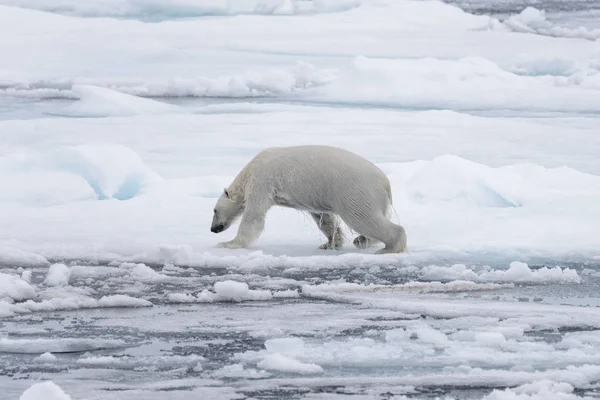 Orso Polare Bagnato Che Branco Ghiaccio Nel Mare Artico — Foto Stock