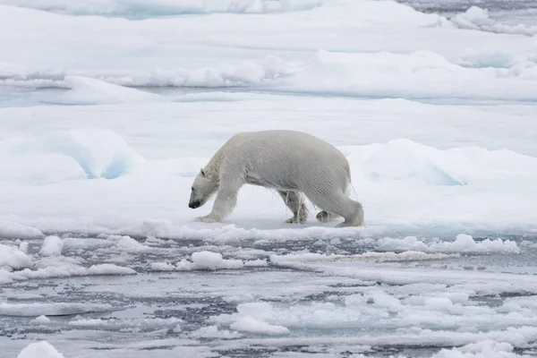 Urso Polar Molhado Que Vai Gelo Pacote Mar Ártico — Fotografia de Stock