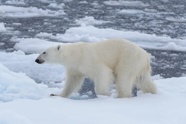 Urso Polar Selvagem Gelo Pacote Mar Ártico Close — Fotografia de Stock