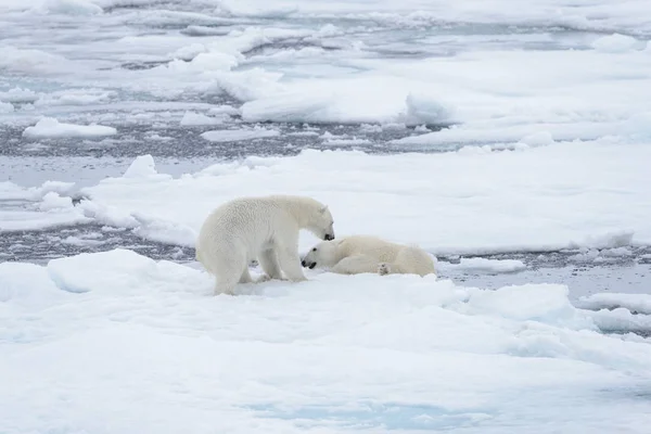 Két Fiatal Vad Jegesmedvék Játszik Jégtáblák Sarkvidéki Tengeri Északi Svalbard — Stock Fotó