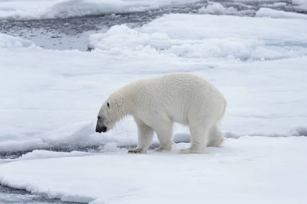 Dois Jovens Ursos Polares Selvagens Brincando Gelo Mar Ártico Norte — Fotografia de Stock