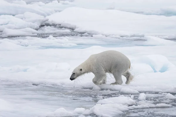 Urso Polar Molhado Que Vai Gelo Pacote Mar Ártico — Fotografia de Stock