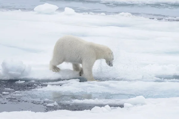 Oso Polar Salvaje Agua Sobre Hielo Mar Ártico — Foto de Stock