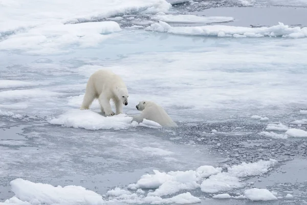 Genç Vahşi Kutup Kuzeyinde Svalbard Arctic Deniz Buz Paketi Oynamak — Stok fotoğraf