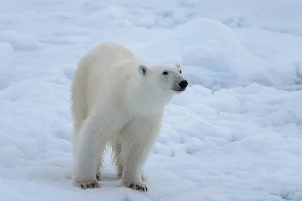 Oso Polar Salvaje Paquete Hielo Mar Ártico Cerca — Foto de Stock