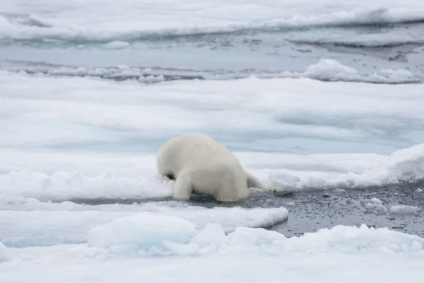Urso Polar Selvagem Colocando Sua Cabeça Água Gelo Pacote Mar — Fotografia de Stock