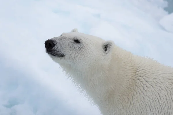 Niedźwiedź Polarny Ursus Maritimus Głowica Bliska — Zdjęcie stockowe