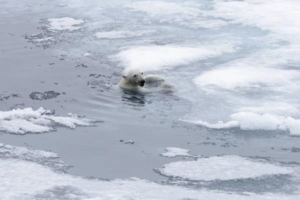 Urso Polar Ursus Maritimus Nadando Mar Ártico Perto — Fotografia de Stock