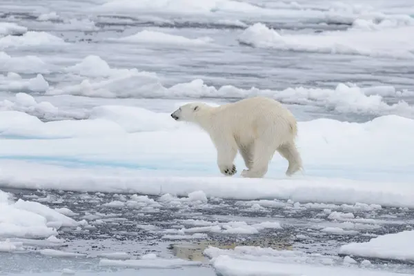 Urso Polar Selvagem Gelo Pacote Mar Ártico — Fotografia de Stock