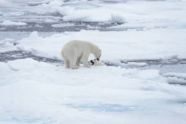 Két Fiatal Vad Jegesmedvék Játszik Jégtáblák Sarkvidéki Tengeri Északi Svalbard — Stock Fotó