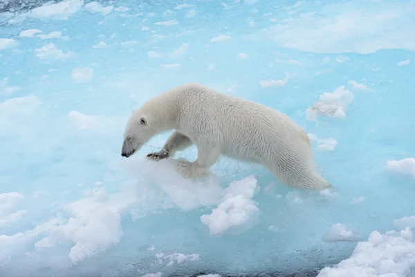 Wild polar bear going in water on pack ice in Arctic sea