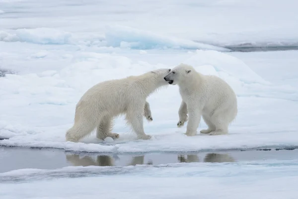 Dos Jóvenes Osos Polares Salvajes Jugando Sobre Hielo Mar Ártico — Foto de Stock