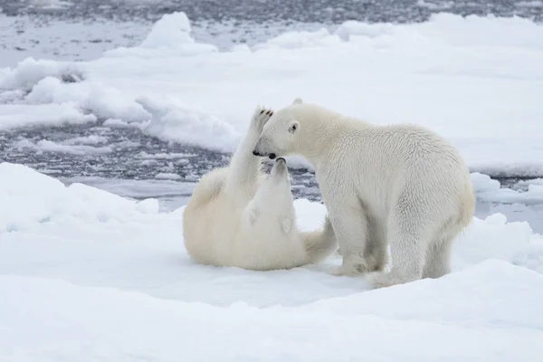 Genç Vahşi Kutup Arctic Deniz Buz Paketi Oynamak Ayı — Stok fotoğraf