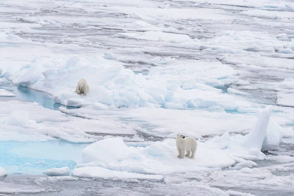 Két Fiatal Vad Jegesmedvék Játszik Jégtáblák Sarkvidéki Tengeri Északi Svalbard — Stock Fotó