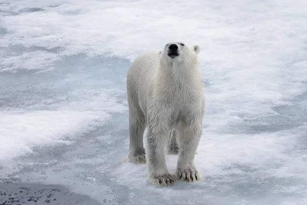 Oso Polar Mojado Paquete Hielo Mar Ártico — Foto de Stock