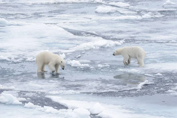 Dos Jóvenes Osos Polares Salvajes Jugando Sobre Hielo Mar Ártico — Foto de Stock