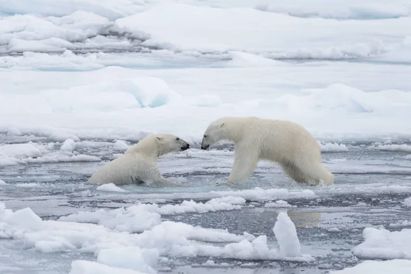 Két Fiatal Vad Jegesmedvék Játszik Jégtáblák Sarkvidéki Tengeri Északi Svalbard — Stock Fotó