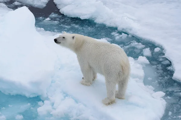 Urso Polar Selvagem Gelo Pacote Mar Ártico Cima Vista Aérea — Fotografia de Stock