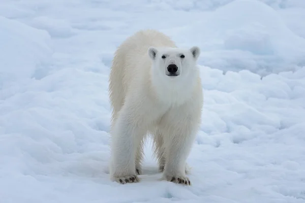 Дикий Белый Медведь Паковом Льду Арктическом Море Вблизи — стоковое фото