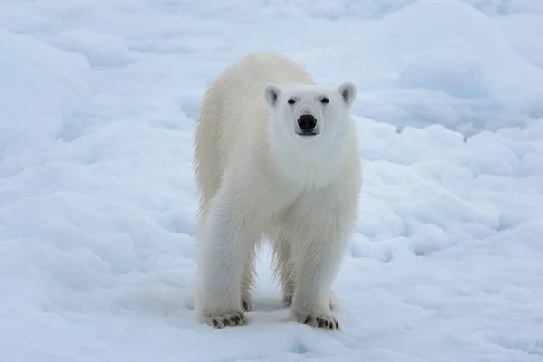 Urso Polar Selvagem Gelo Pacote Mar Ártico Close — Fotografia de Stock