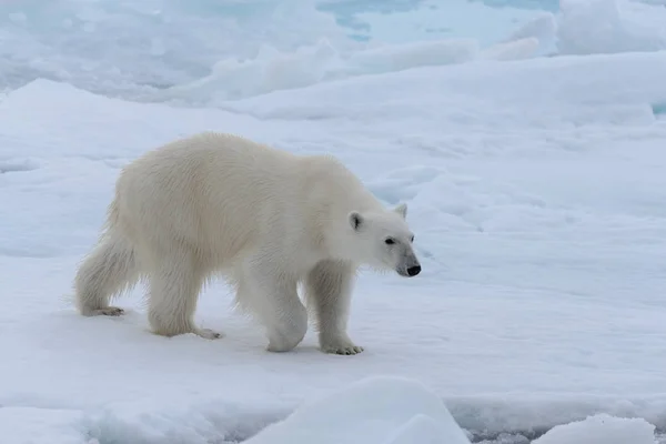 Urso Polar Selvagem Gelo Pacote Mar Ártico Close — Fotografia de Stock