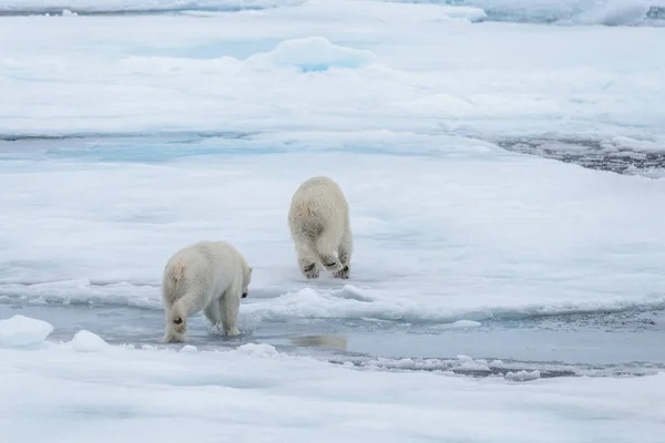 Két Fiatal Vad Jegesmedvék Játszik Jégtáblák Sarkvidéki Tengeri Északi Svalbard — Stock Fotó