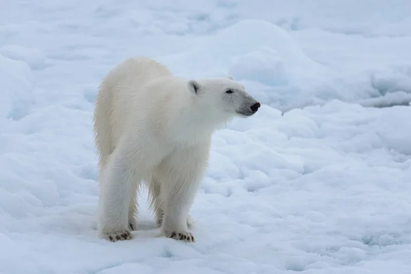 Wild polar bear on pack ice in Arctic sea close up