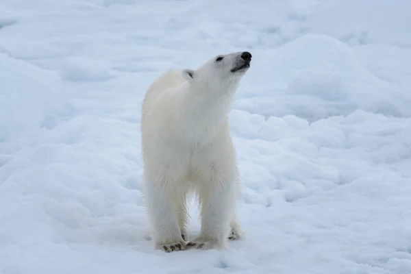 Urso Polar Selvagem Gelo Pacote Mar Ártico Close — Fotografia de Stock