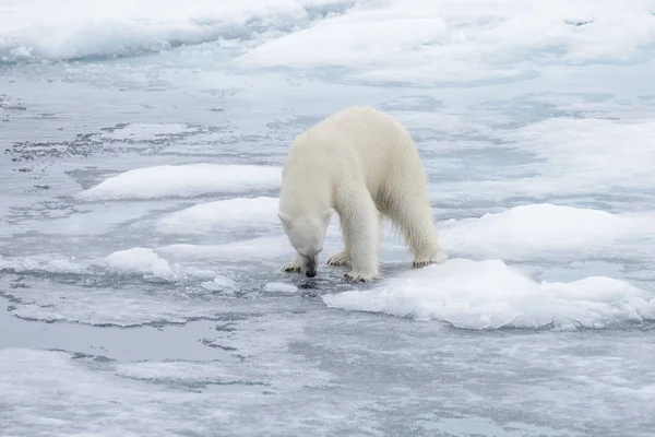 Vilda Isbjörn Ute Vattnet Packisen Arktiska Havet — Stockfoto