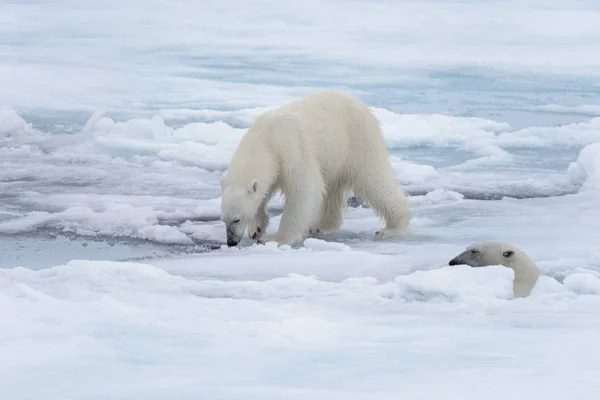 Két Fiatal Vad Jegesmedvék Játszik Jégtáblák Sarkvidéki Tengeri Északi Svalbard — Stock Fotó