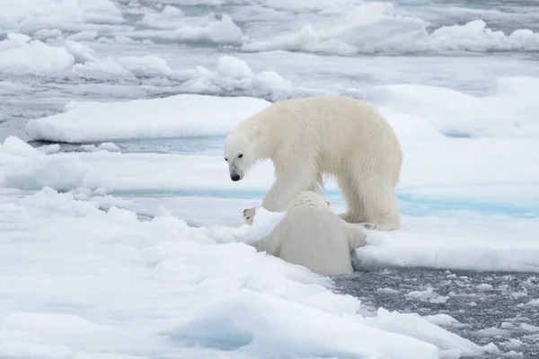 在斯瓦尔巴以北的北冰洋 两只年轻的野生北极熊在冰层上玩耍 — 图库照片