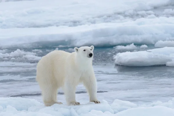 Oso Polar Salvaje Paquete Hielo Mar Ártico Cerca —  Fotos de Stock