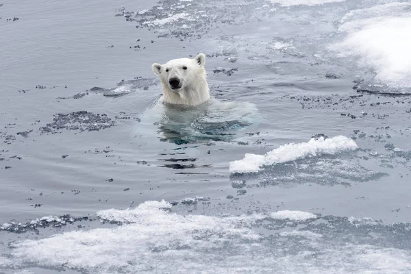 Ijsbeer Ursus Maritimus Zwemmen Arctische Zee Close — Stockfoto