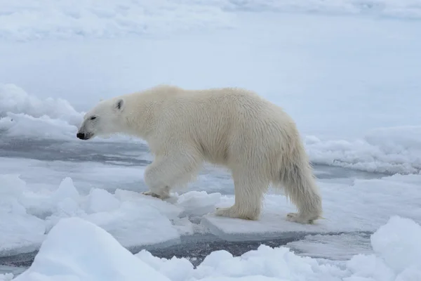 Oso Polar Salvaje Paquete Hielo Mar Ártico Cerca — Foto de Stock