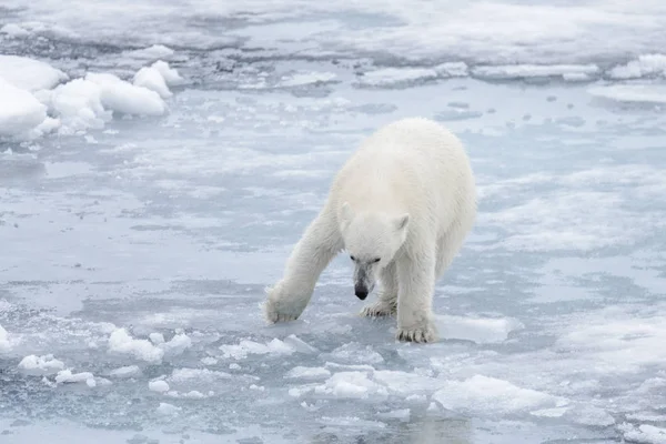 Άγρια Πολική Αρκούδα Πακέτο Πάγου Στην Αρκτική Θάλασσα — Φωτογραφία Αρχείου