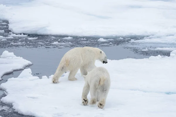 Két Fiatal Vad Jegesmedvék Játszik Jégtáblák Sarkvidéki Tengeri Északi Svalbard — Stock Fotó