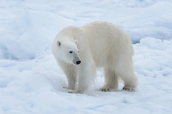 Urso Polar Selvagem Gelo Pacote Mar Ártico Close — Fotografia de Stock