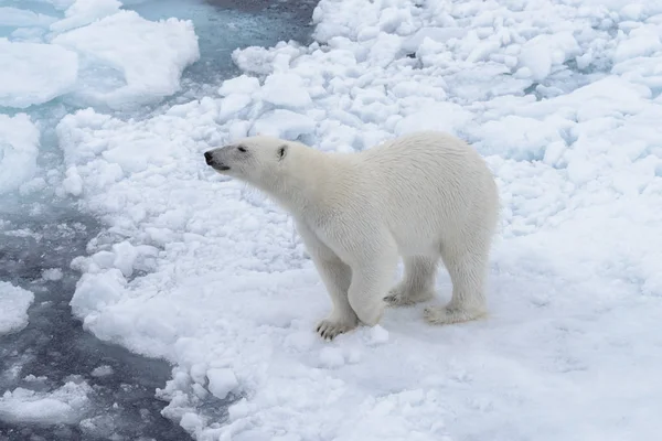 Дикий Белый Медведь Паковом Льду Арктике — стоковое фото