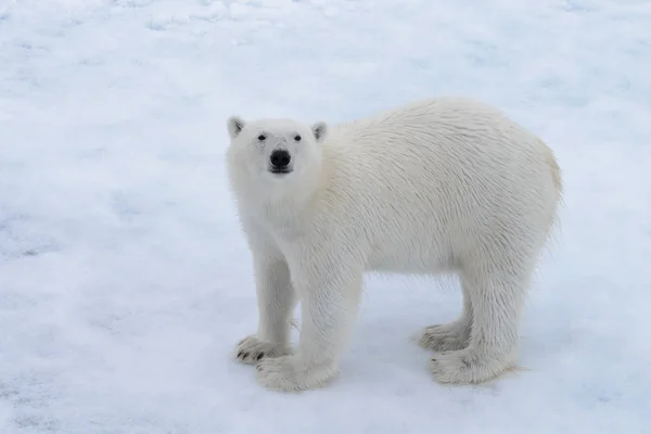 Orso Polare Selvatico Branco Nel Mare Artico — Foto Stock