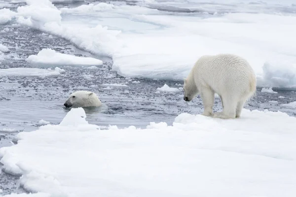 Two Young Wild Polar Bears Playing Pack Ice Arctic Sea — Stock Photo, Image